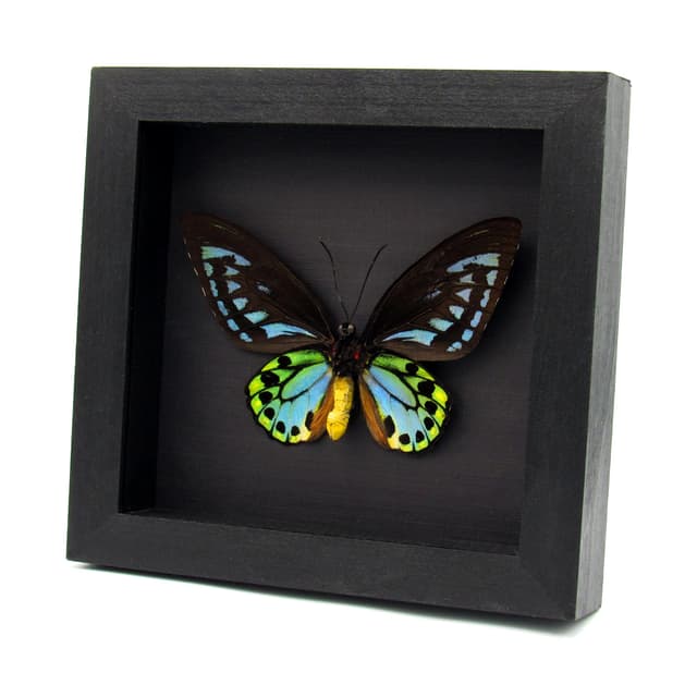 Rare XL Blue Birdwing butterfly framed - Ornithoptera priamus urvillianus