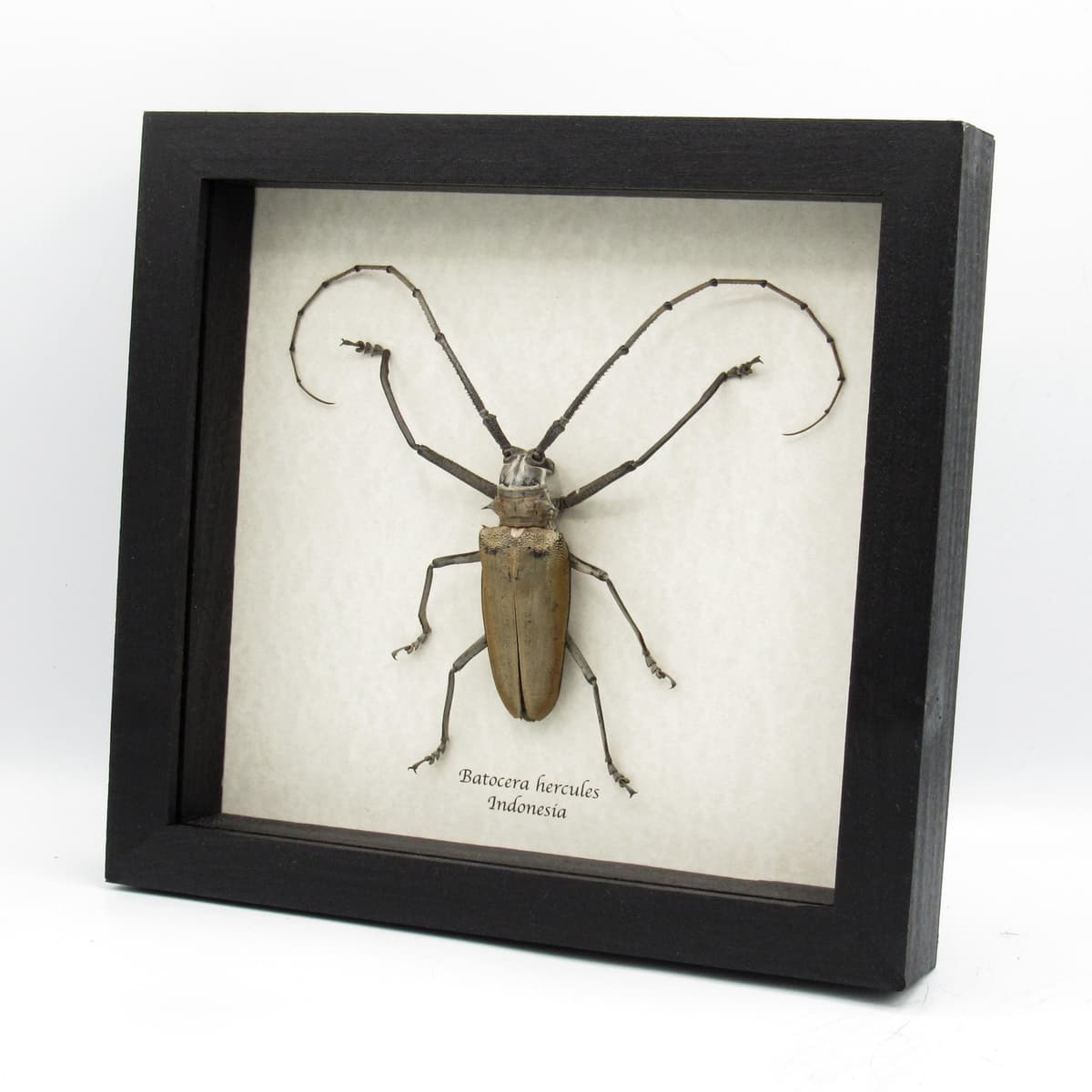 Rare XXL Long Horn beetle framed taxidermy - Batocera hercules