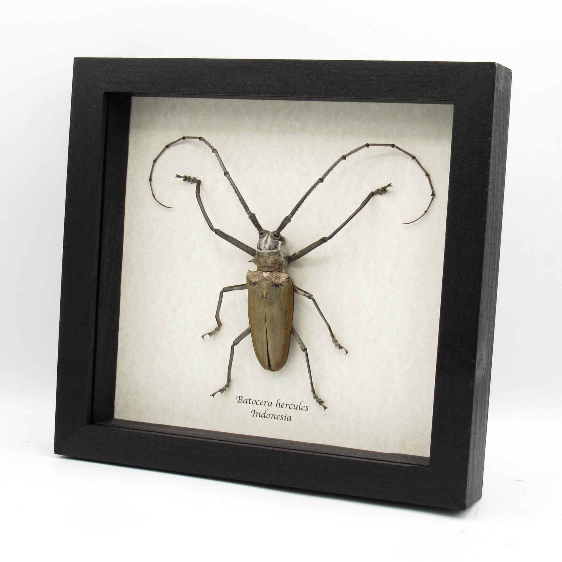 Rare XXL Long Horn beetle framed taxidermy - Batocera hercules