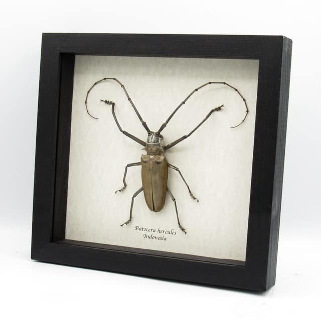 Rare XXL Long Horn beetle framed taxidermy - Batocera hercules
