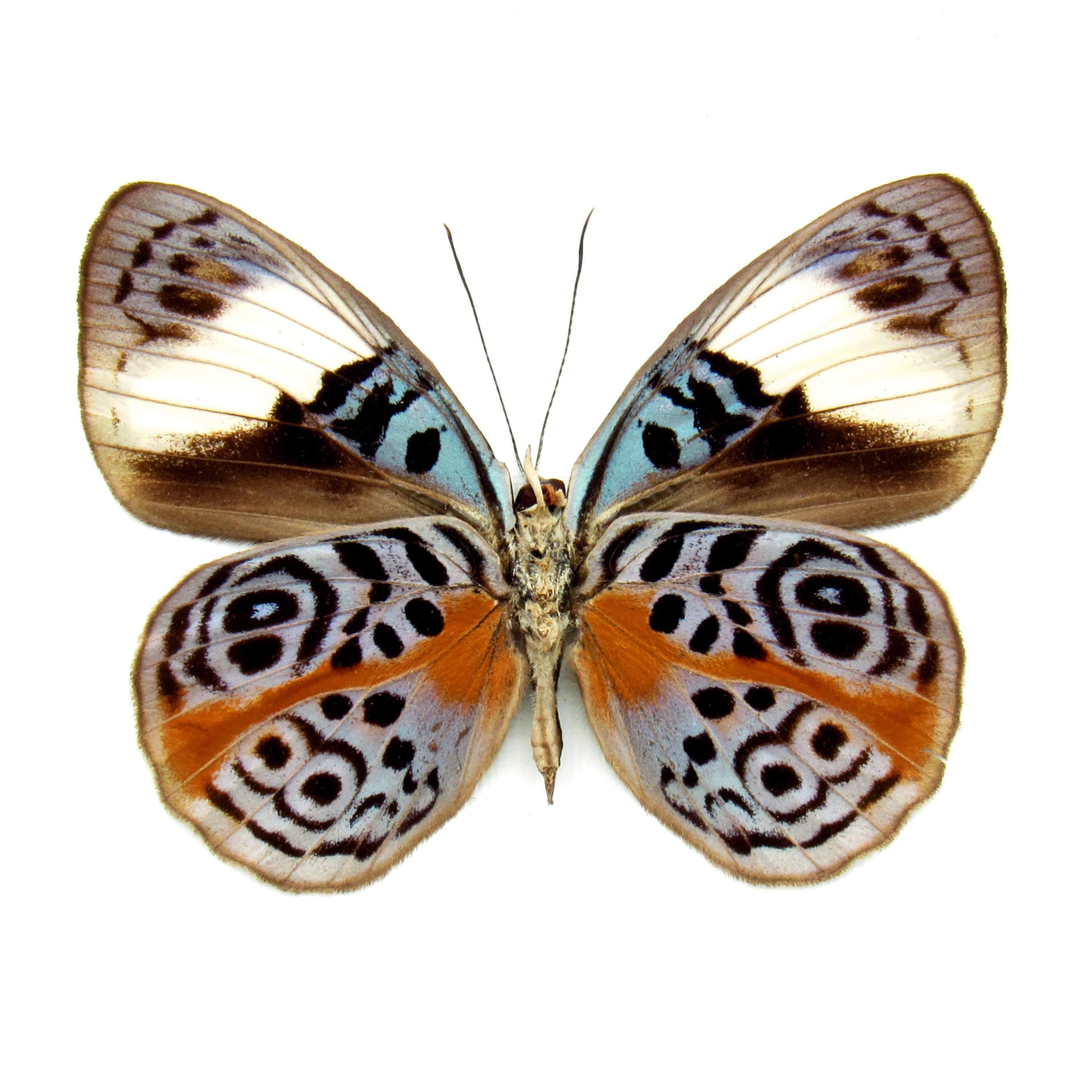 Rare Glorious Purplewing butterfly framed - Eunica sophonisba - female