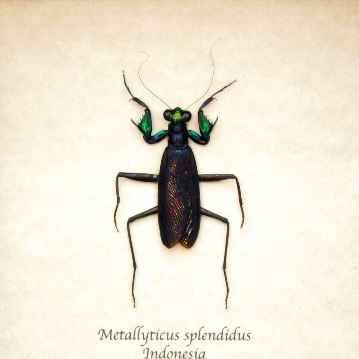 Real metallic mantis framed taxidermy - Metallyticus splendidus - female