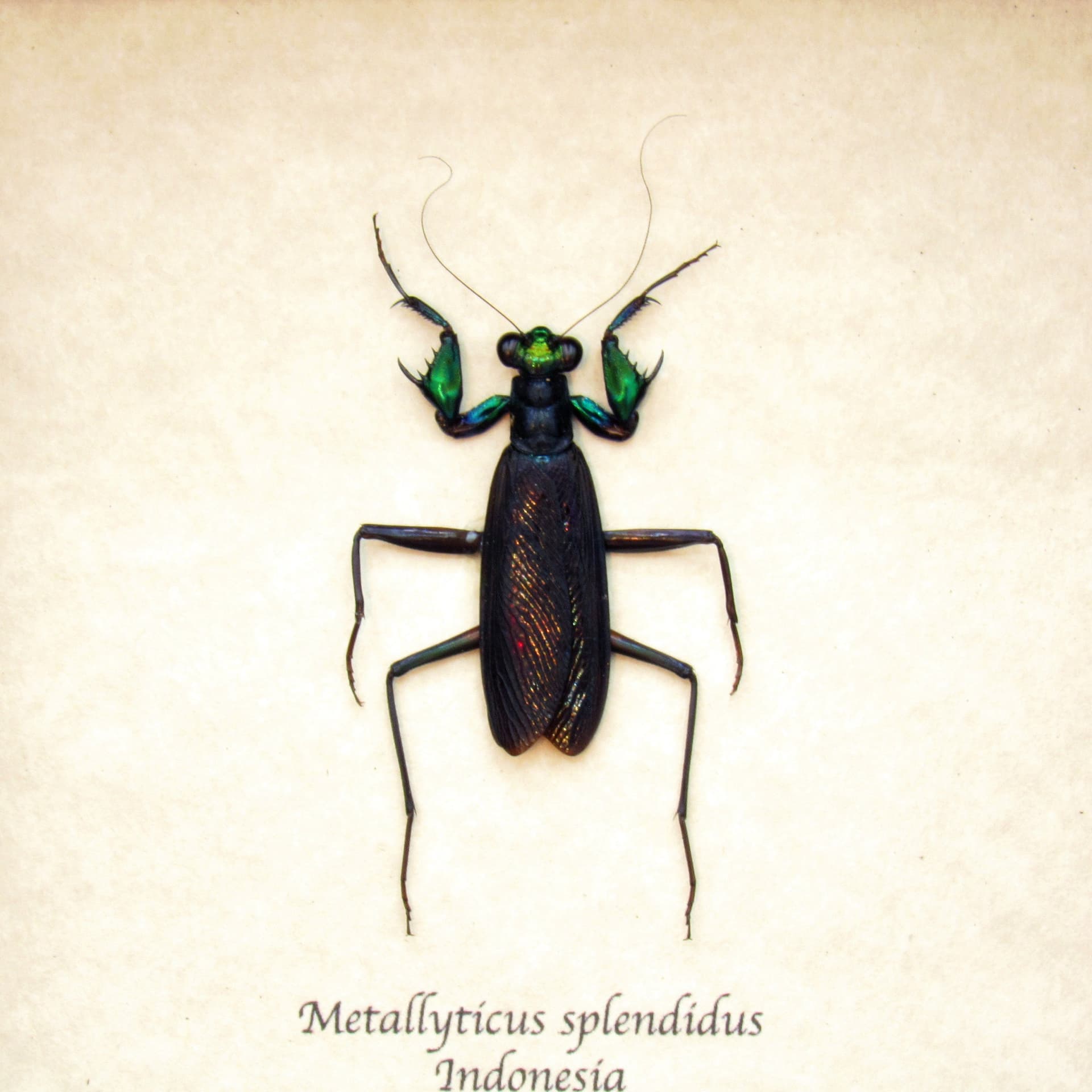 Real metallic mantis framed taxidermy - Metallyticus splendidus - female