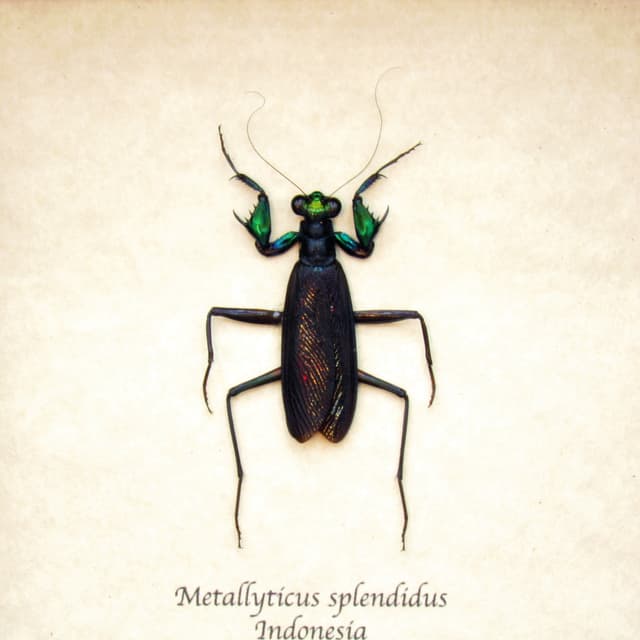 Real metallic mantis framed taxidermy - Metallyticus splendidus - female