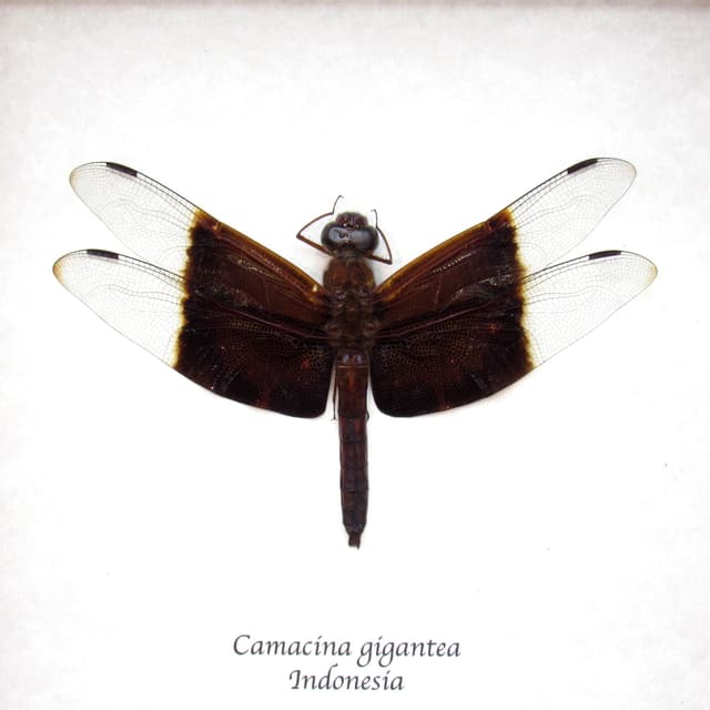 Real Giant Forest Skimmer Dragonfly framed taxidermy - Camacina gigantea