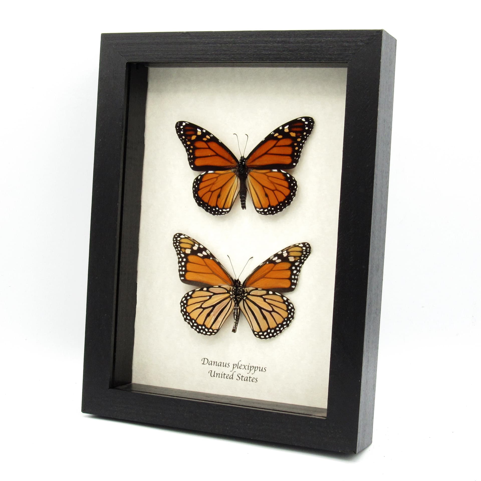 Real Monarch Pair taxidermy - Danaus plexippus - male and female