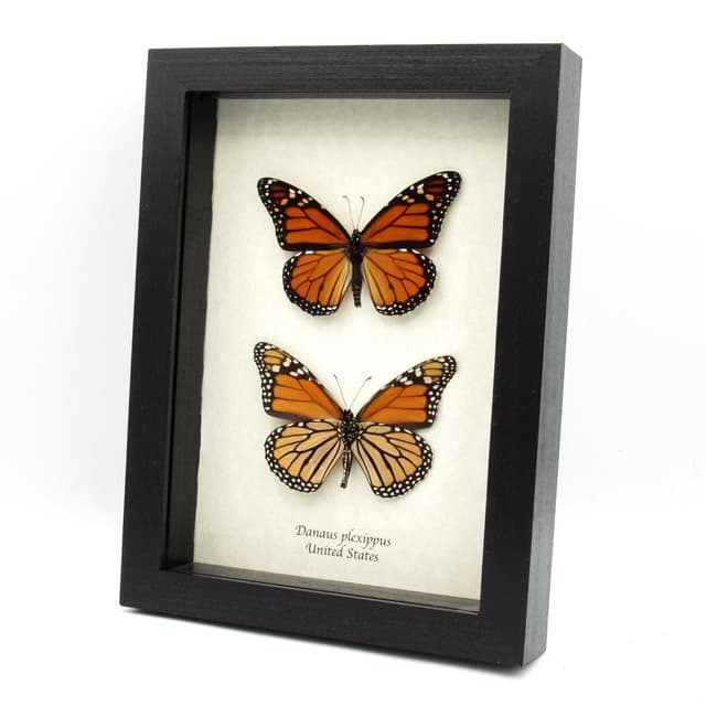 Real Monarch Pair taxidermy - Danaus plexippus - male and female