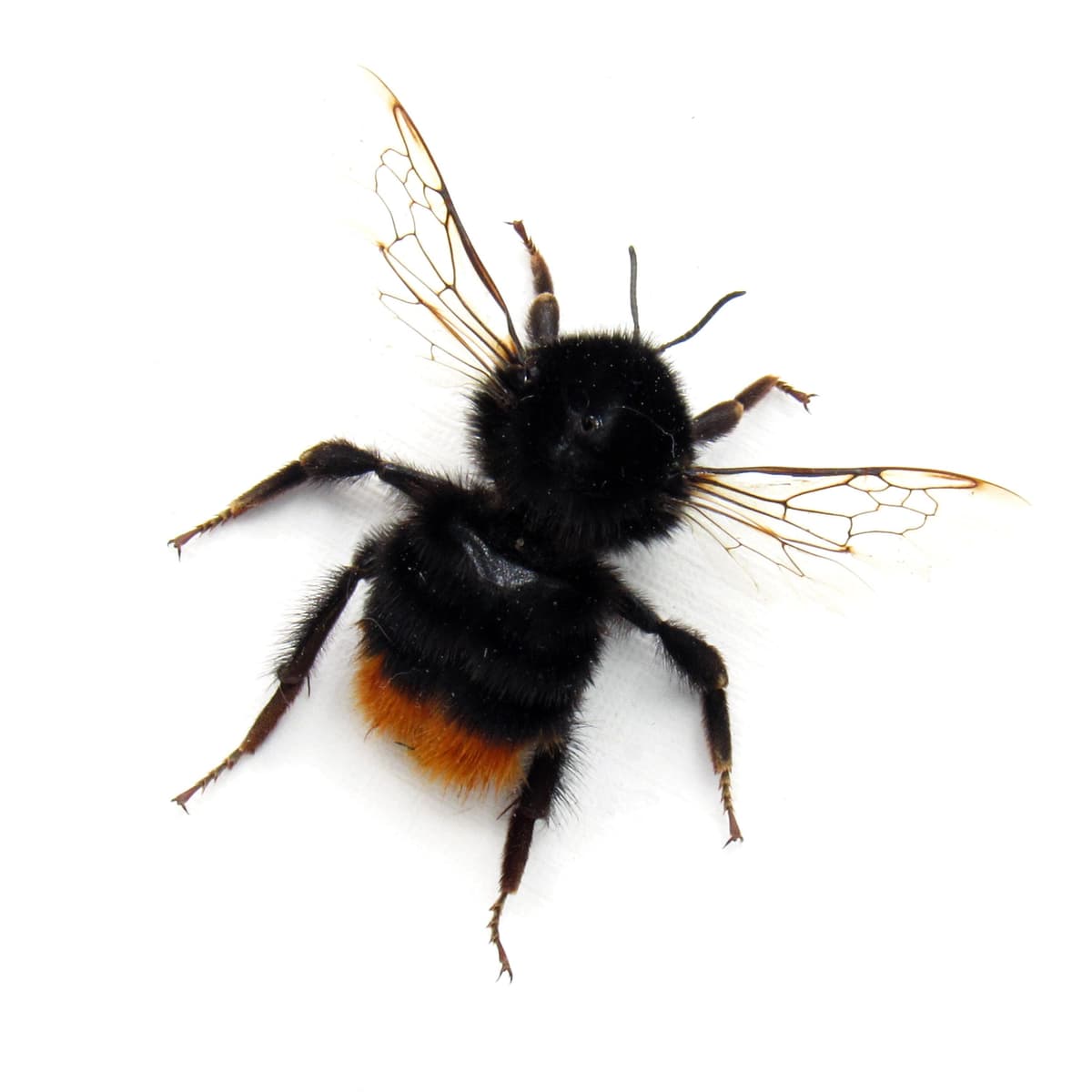 Real Red Tailed Bumblebee framed taxidermy - Bombus lapidarius