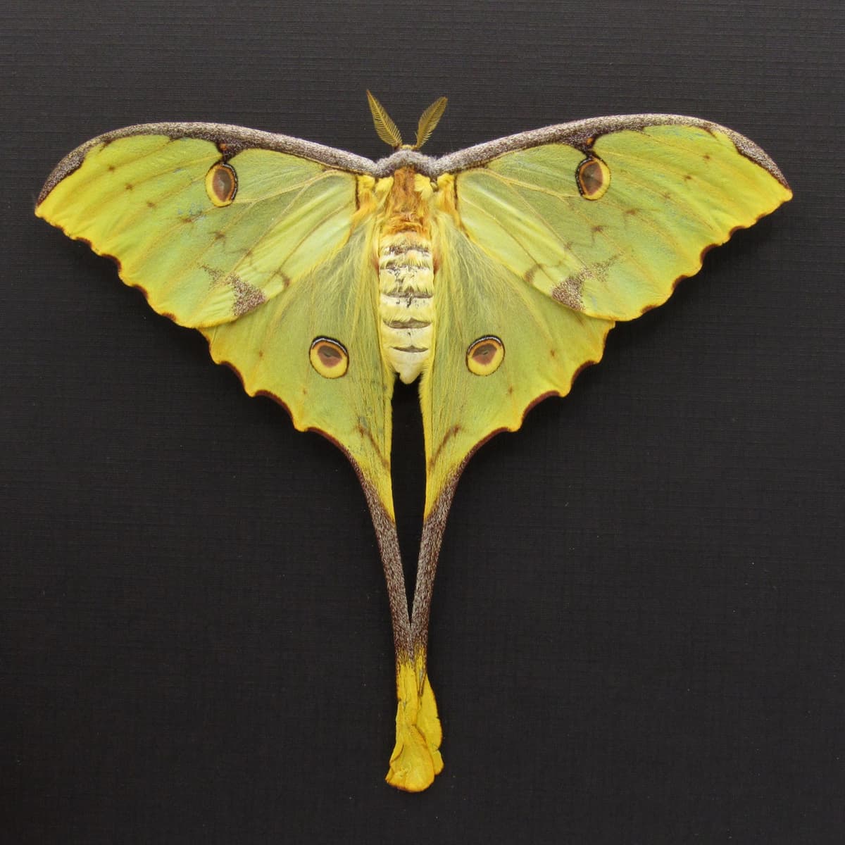 Real African Moon Moth framed taxidermy - Argema mimosae - female