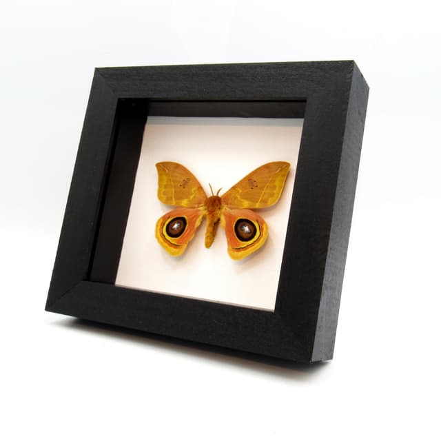 Real Saturn moth framed taxidermy - Automeris tridens