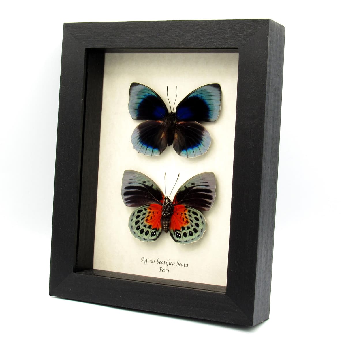 Rare metallic blue butterflies framed taxidermy - Agrias beatifica beata - recto and verso mount