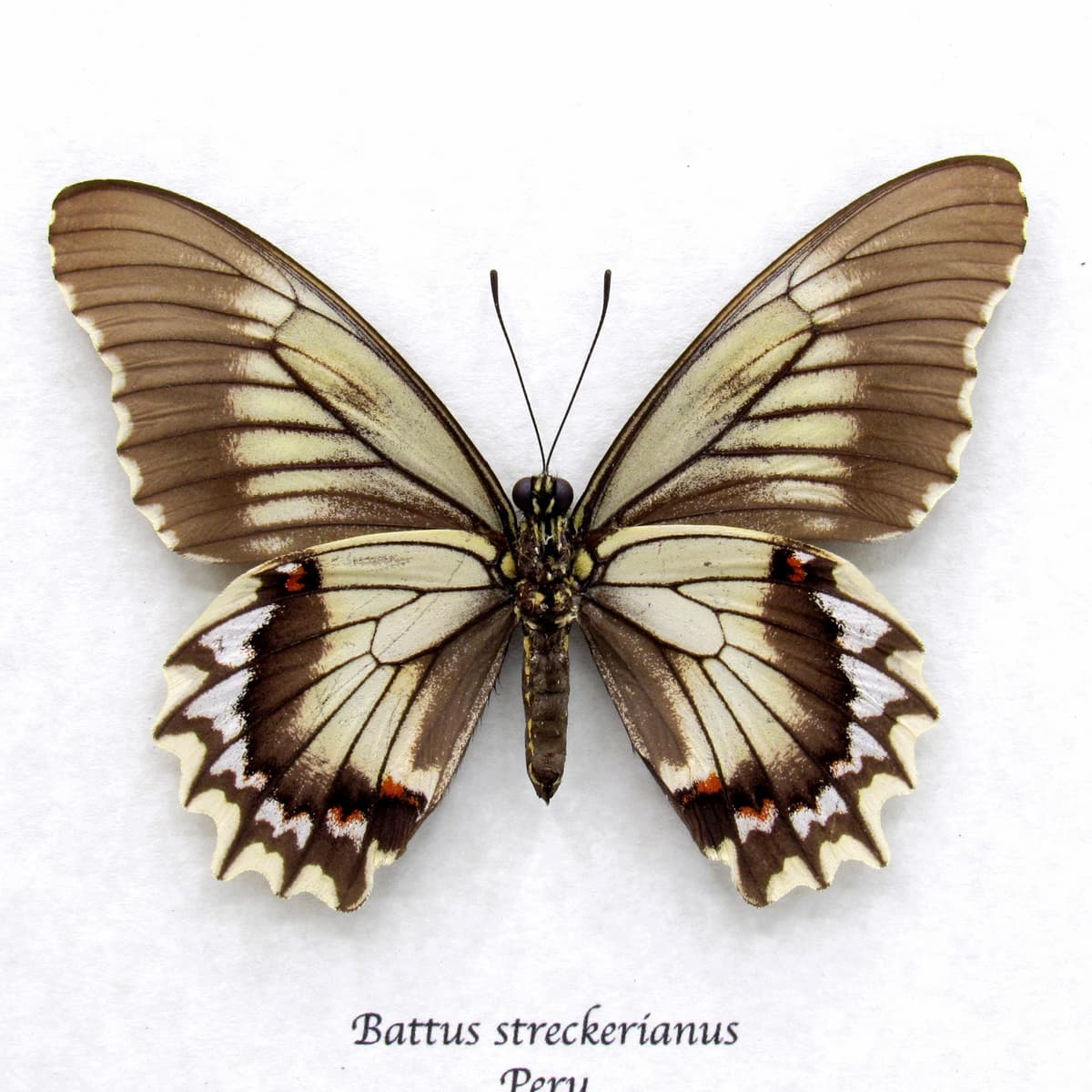 Real Swallowtail butterfly framed taxidermy - Battus streckerianus - female