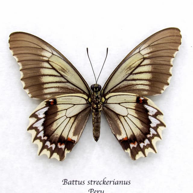 Real Swallowtail butterfly framed taxidermy - Battus streckerianus - female