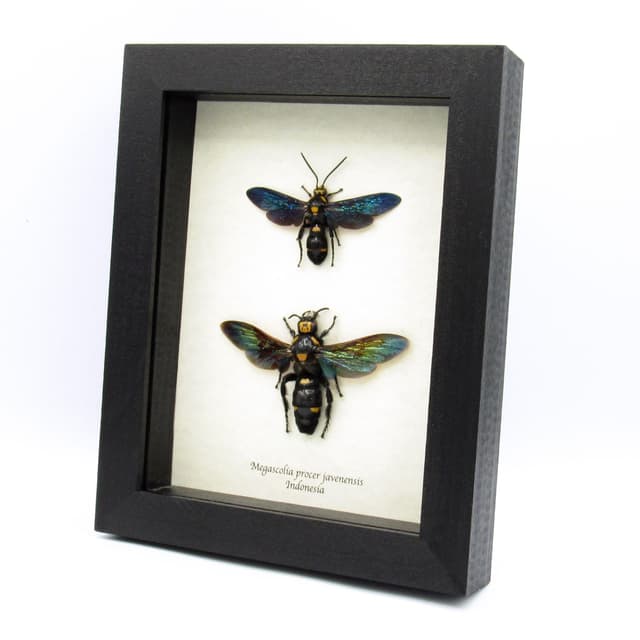 Giant wasp pair framed taxidermy - Megascolia procer javenensis - M+F pair