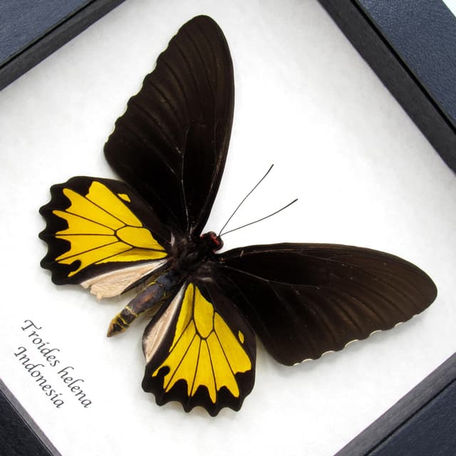 Large yellow Birdwing butterfly framed taxidermy - Troides helena