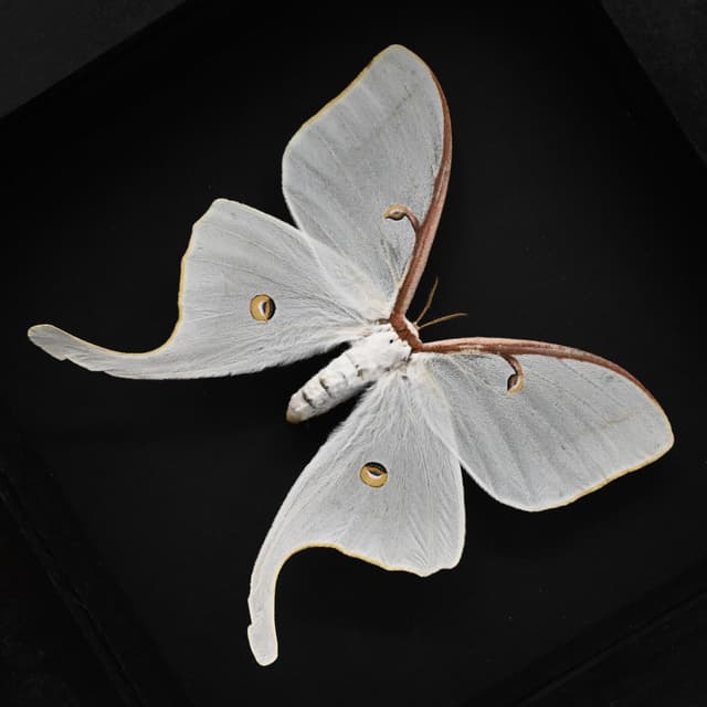 Real very large Luna Moon moth framed taxidermy - Actias luna - female