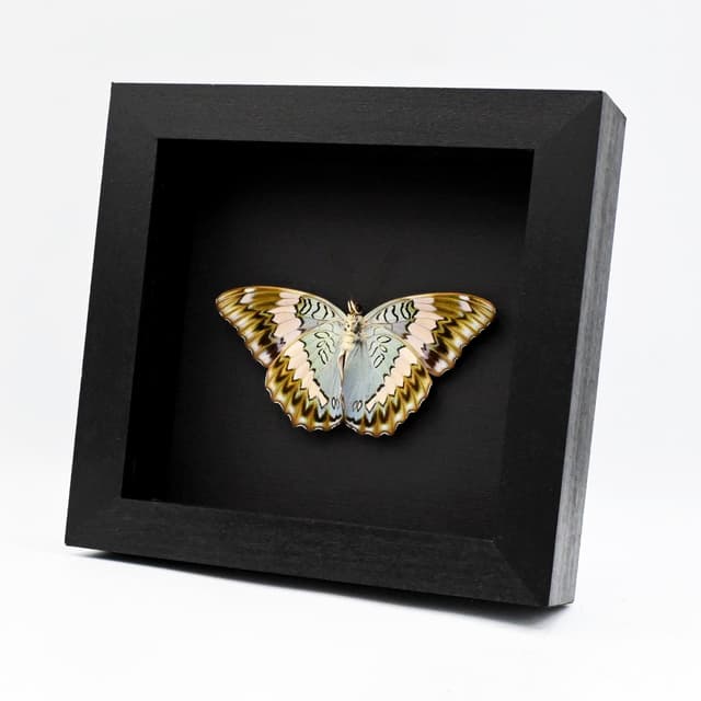 Rare real Blue Duke butterfly framed specimen - Euthalia durga - Victorian mount