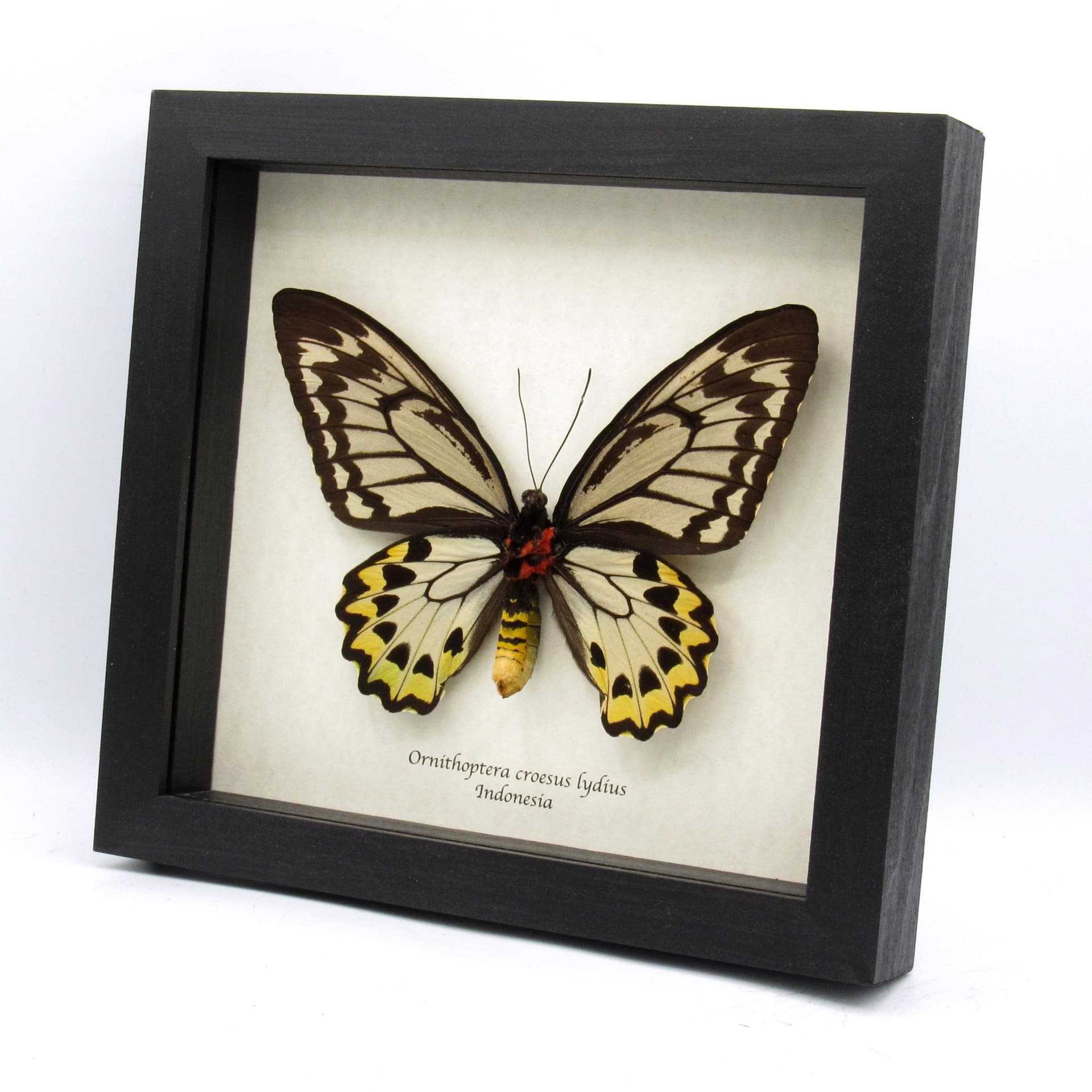 Real XL butterfly framed taxidermy - Ornithoptera croesus lydius - female