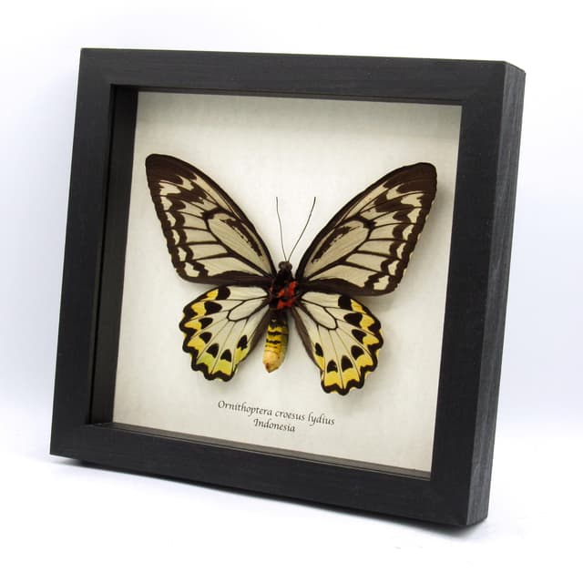Real XL butterfly framed taxidermy - Ornithoptera croesus lydius - female