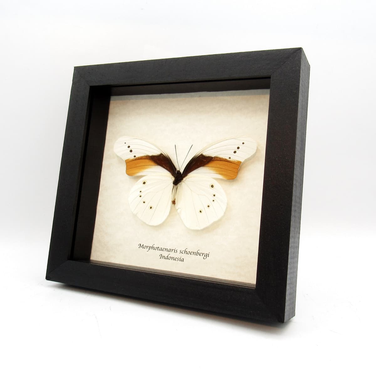 Rare white butterfly framed taxidermy - Morphotaenaris schoenbergi - XL size - minor damage