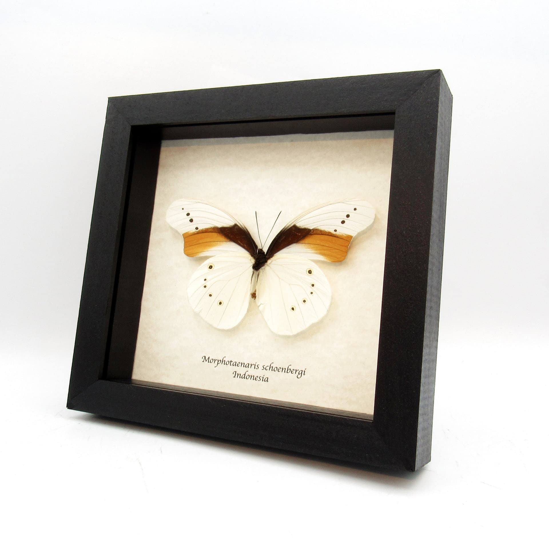 Rare white butterfly framed taxidermy - Morphotaenaris schoenbergi - XL size - minor damage