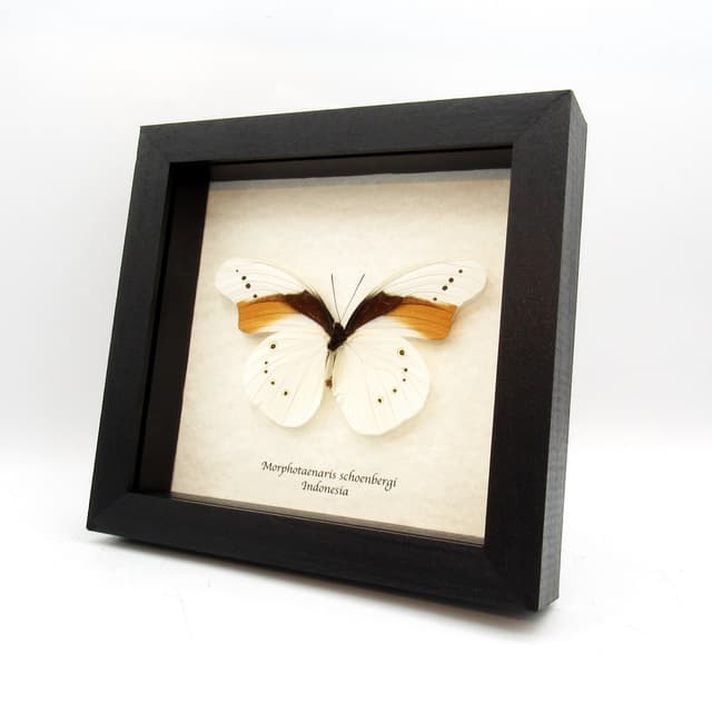 Rare white butterfly framed taxidermy - Morphotaenaris schoenbergi - XL size - minor damage