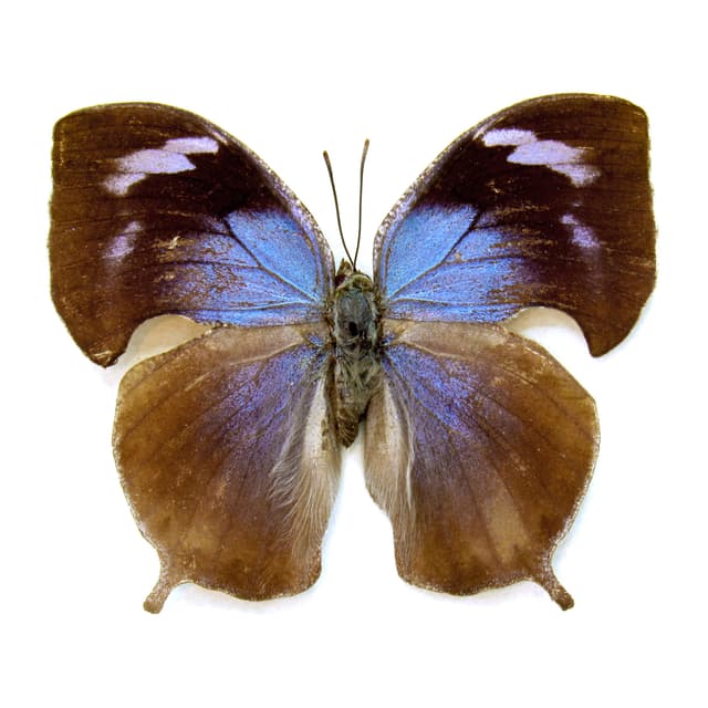 Rare blue Leafwing butterfly framed - Memphis forreri - female