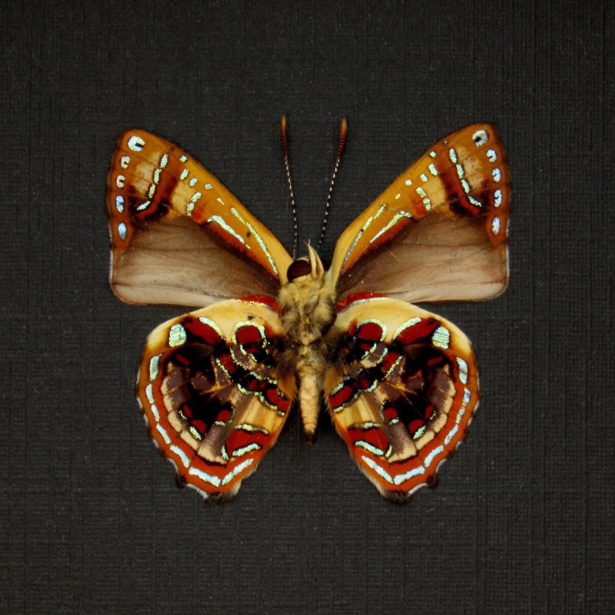 Real metallic Narcissus Jewel butterfly framed taxidermy - Hypochrysops narcissus