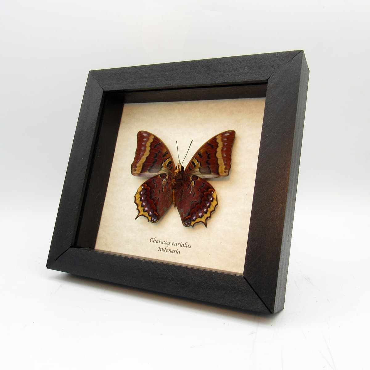 Real framed taxidermy butterfly - Charaxes eurialus