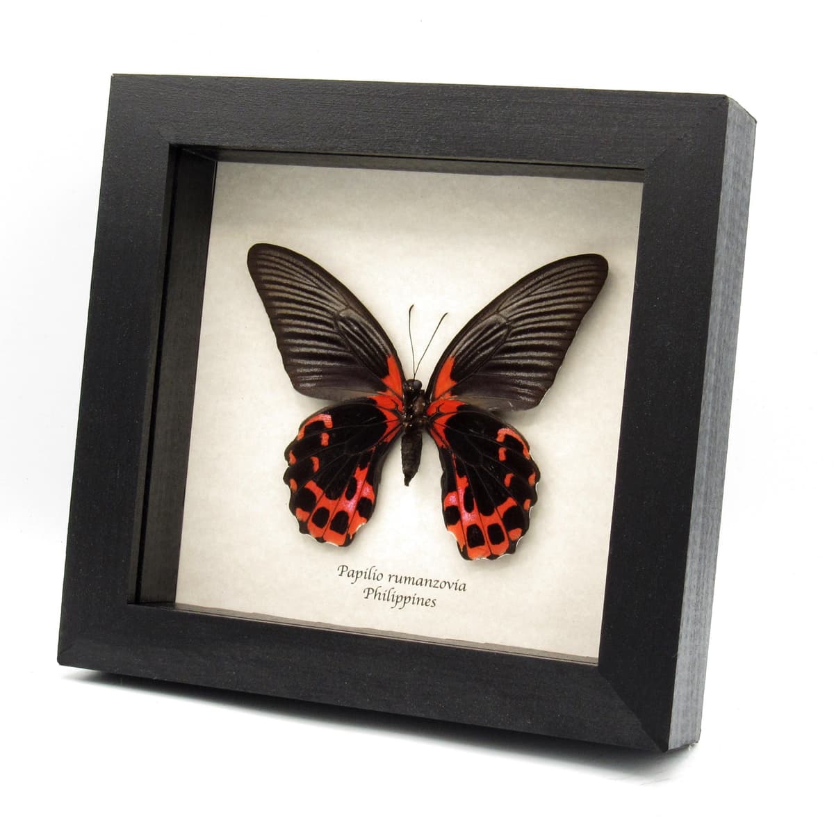 Real red swallowtail butterfly framed taxidermy - Papilio rumanzovia