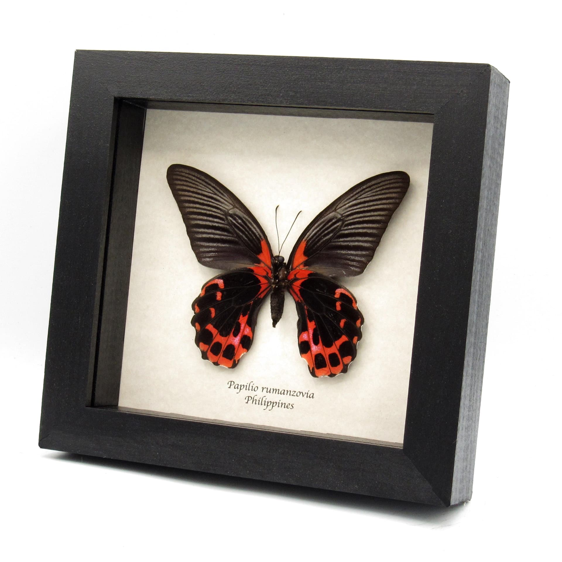 Real red swallowtail butterfly framed taxidermy - Papilio rumanzovia
