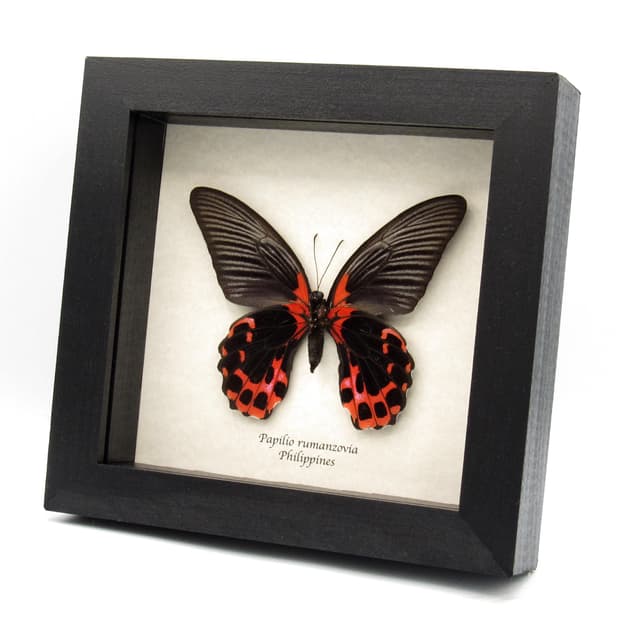 Real red swallowtail butterfly framed taxidermy - Papilio rumanzovia