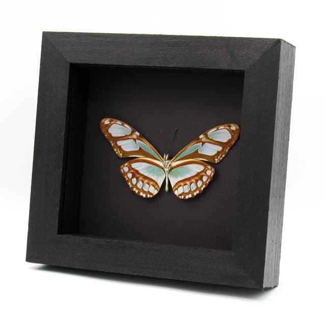Real silver butterfly framed taxidermy - Philaethria dido