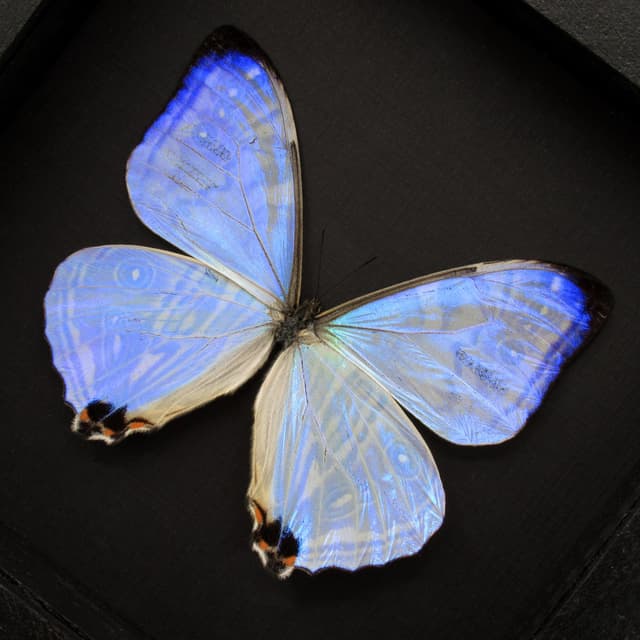 Real XL Pearl Morpho framed butterfly taxidermy - Morpho sulkowskyi