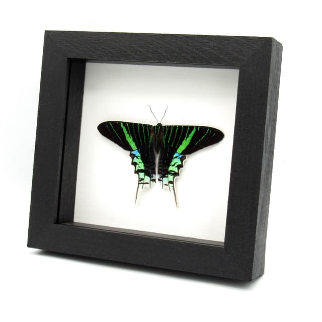 Real metallic moth framed taxidermy - Urania leilus - Victorian mount