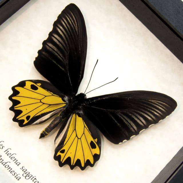 Large yellow Birdwing butterfly framed taxidermy - Troides helena saggitatus