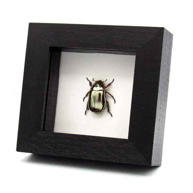 Rare silver Jewel beetle framed taxidermy - Chrysina chrysargyrea