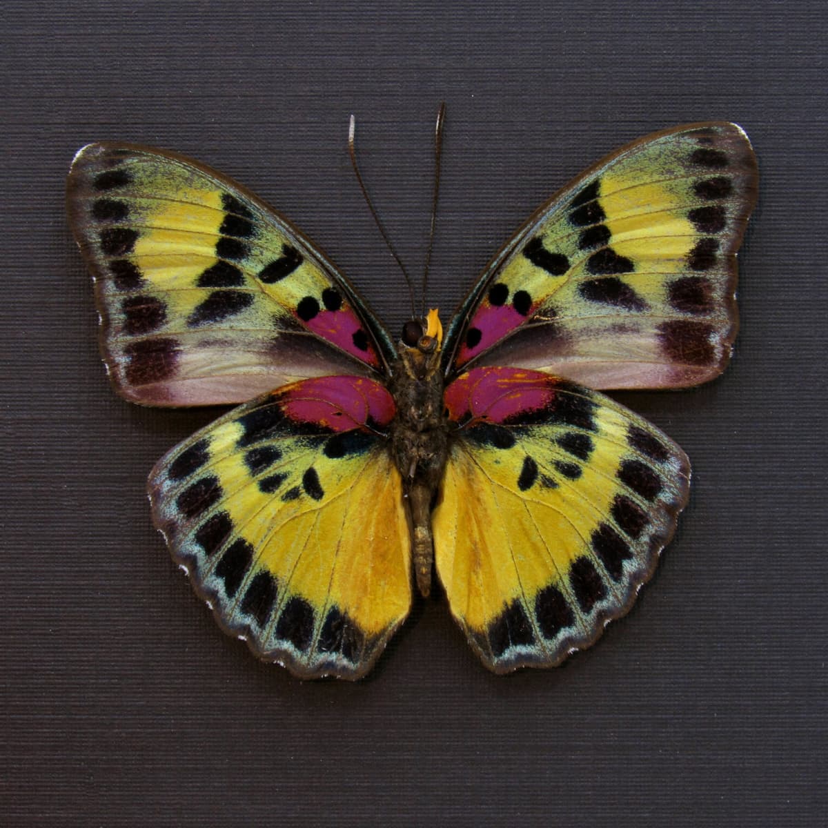 Rare Magenta Forester butterfly framed taxidermy - Euphaedra janetta