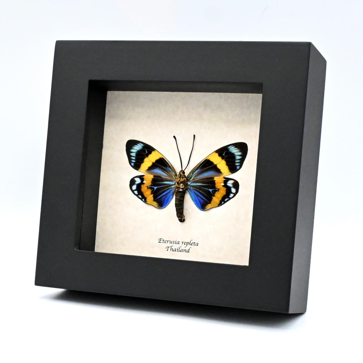 Real blue day flying moth framed taxidermy - Eterusia repleta - female