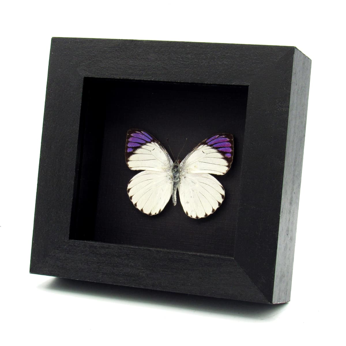 Real Purple Tip butterfly framed taxidermy - Colotis regina - 2