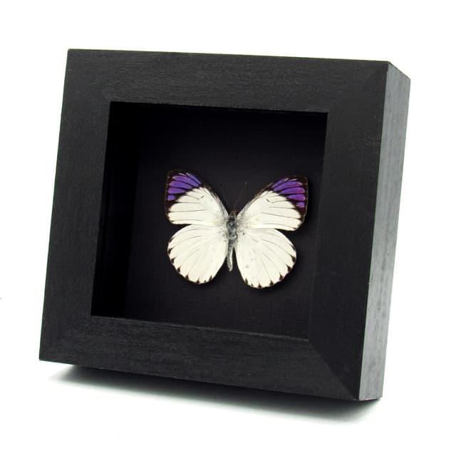 Real Purple Tip butterfly framed taxidermy - Colotis regina - 2