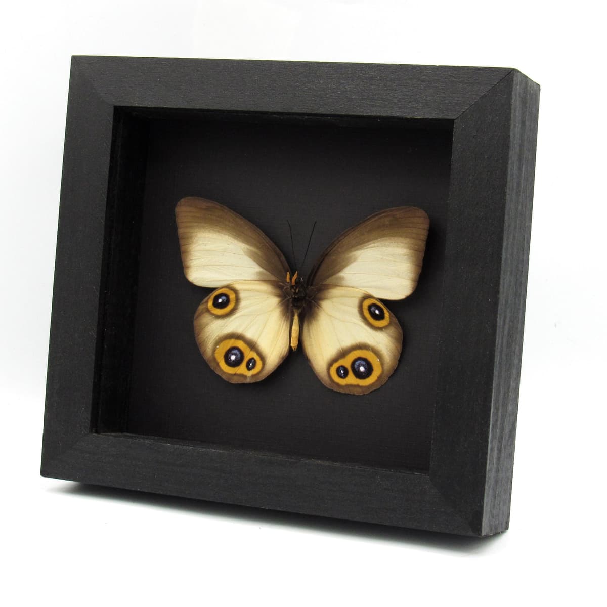 Real Owl butterfly framed taxidermy - Taenaris domitilla - large female