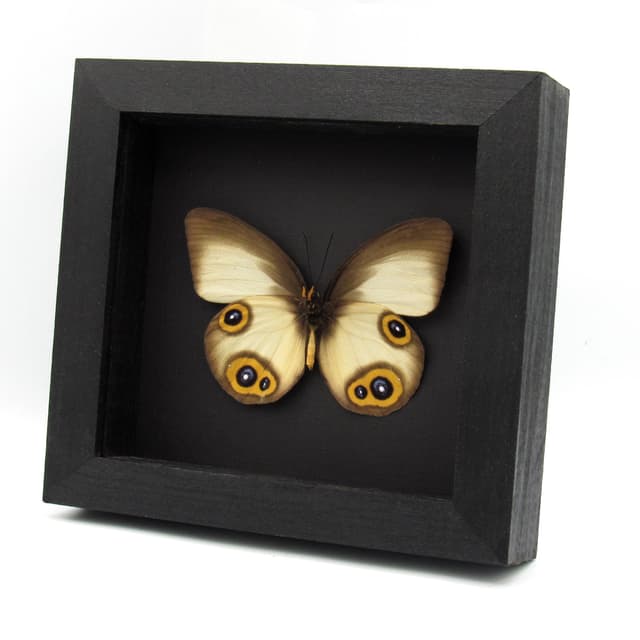 Real Owl butterfly framed taxidermy - Taenaris domitilla - large female