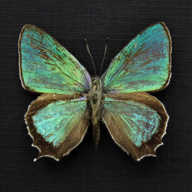 Real metallic Hairstreak butterfly framed specimen - Favonius jezoensis