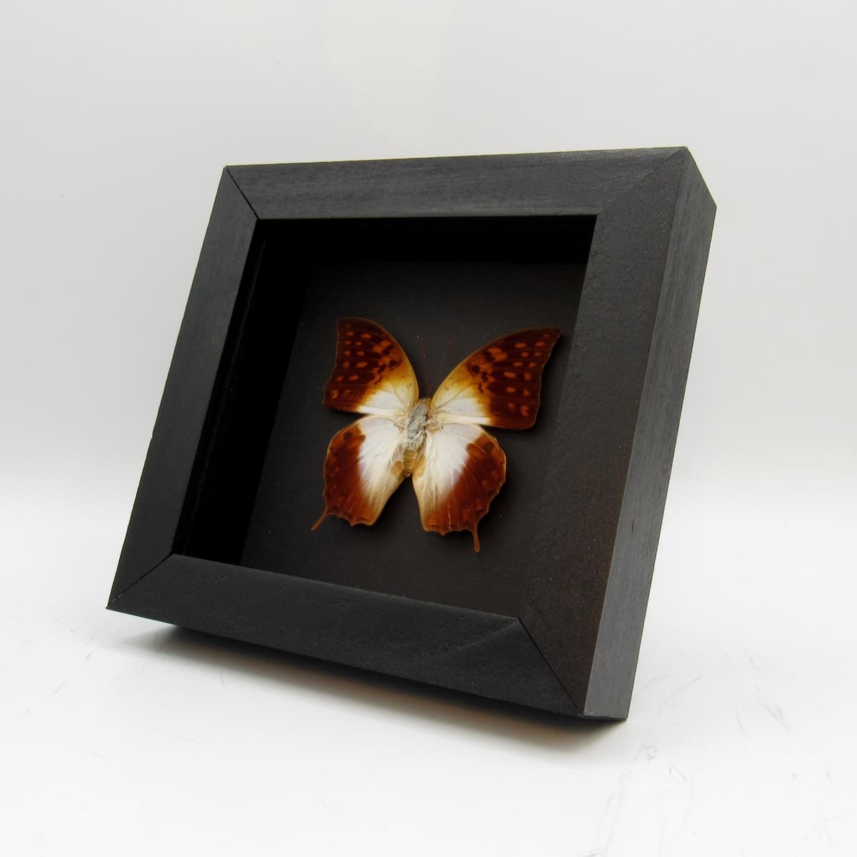 Real sunrise butterfly framed taxidermy - Charaxes varanes