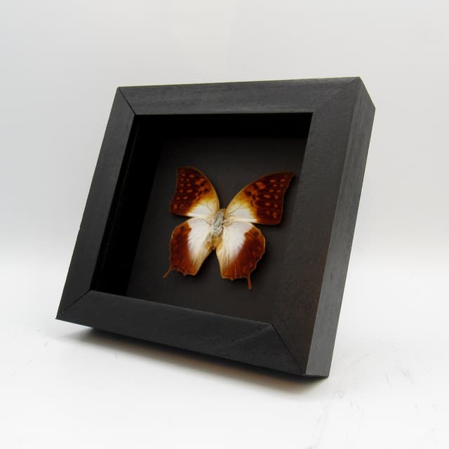 Real sunrise butterfly framed taxidermy - Charaxes varanes