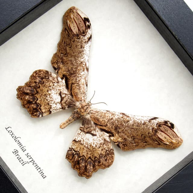 Rare Giant Saturn moth framed taxidermy - Loxolomia serpentina
