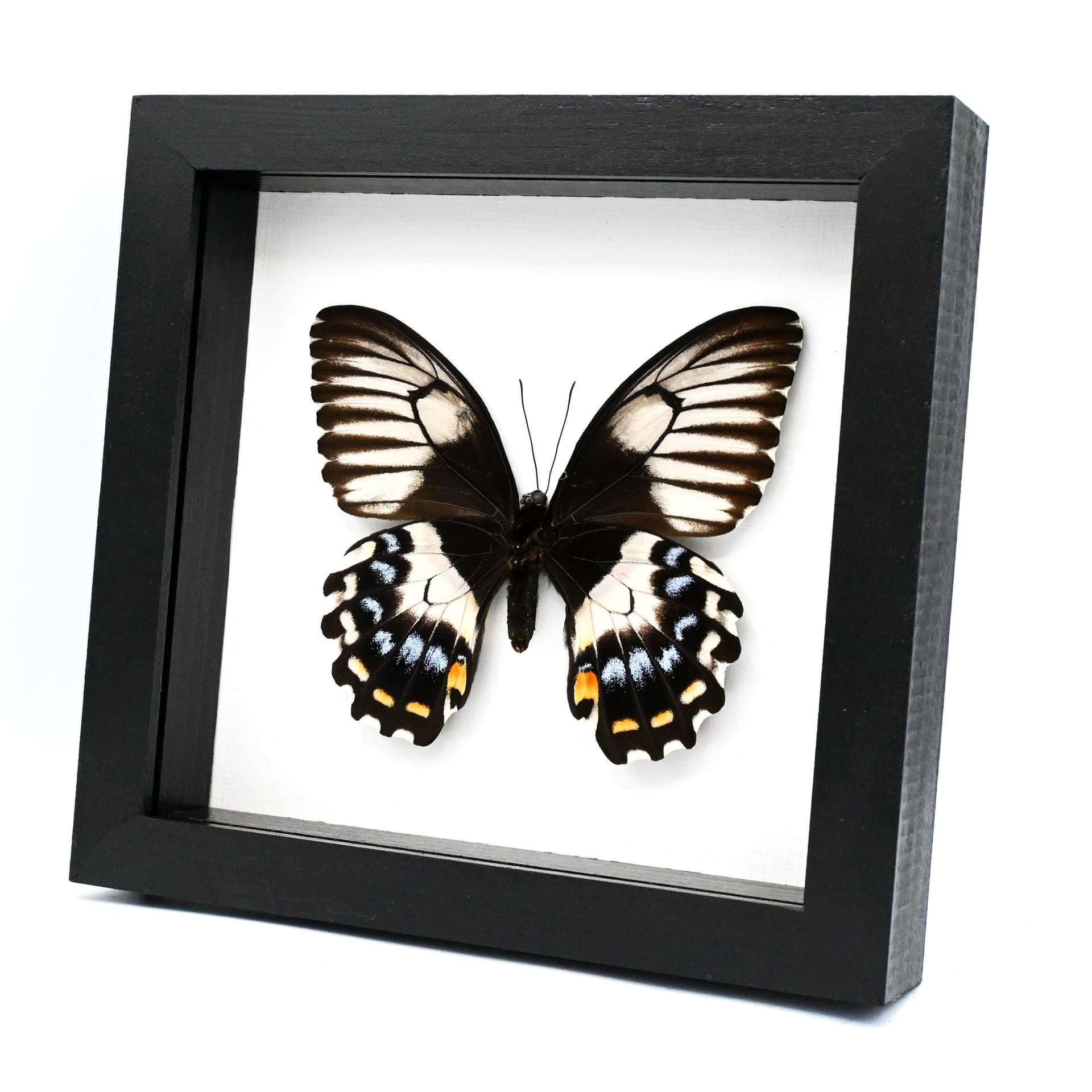 Real XL framed taxidermy butterfly - Papilio gambrisius - female