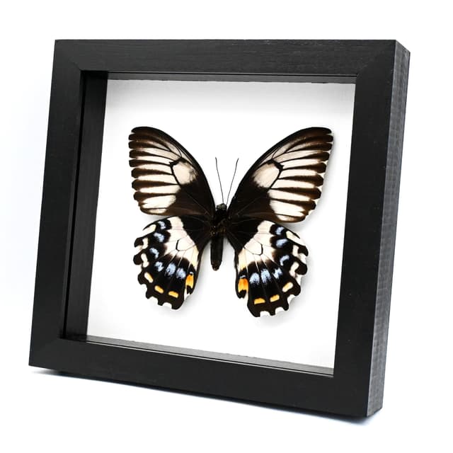 Real XL framed taxidermy butterfly - Papilio gambrisius - female