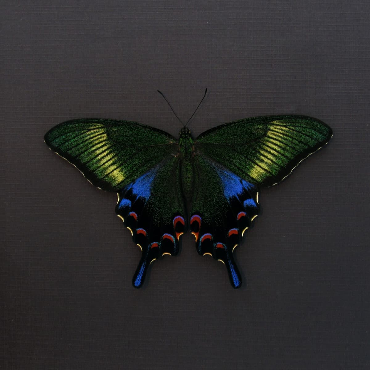 Rare black Peacock Swallowtail butterfly framed taxidermy - Papilio dehaani tokaraensis - female - spring form - Victorian mount